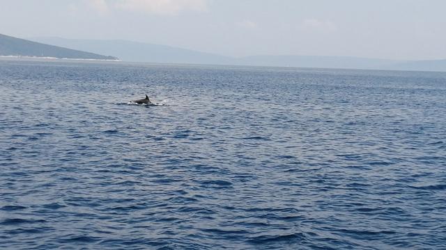 taxiboat-delphin01